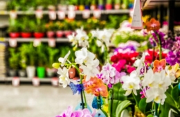 Flores purificam ambientes internos e podem alegrar Dia das Mães na pandemia